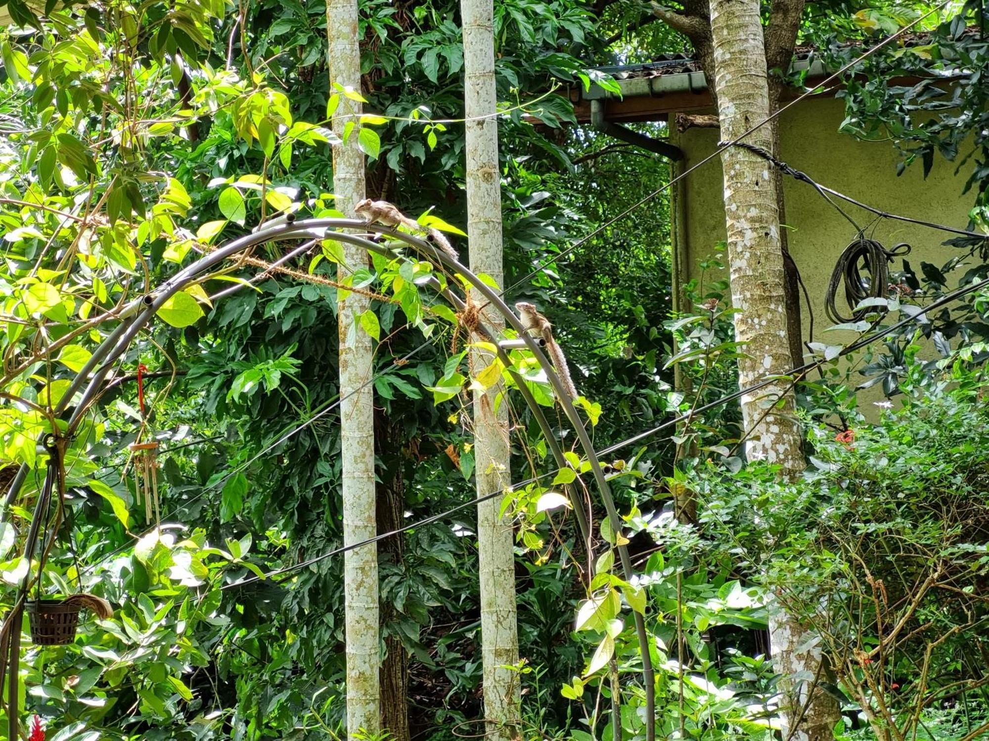 Squirrel'S Nest Hotel Kandy Luaran gambar
