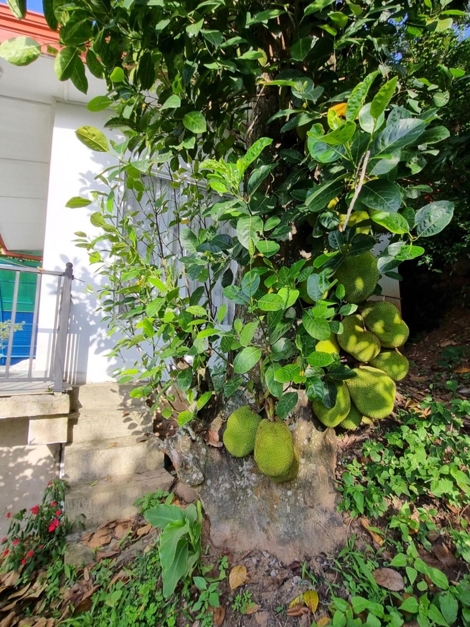 Squirrel'S Nest Hotel Kandy Luaran gambar